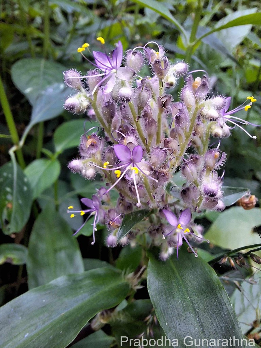 Floscopa scandens Lour.